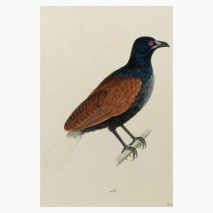 A Study of a Greater Coucal (Centropus sinensis)